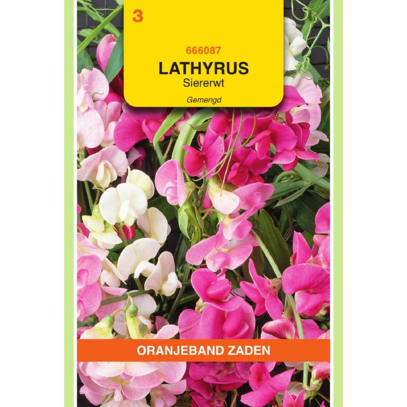 OBZ Lathyrus, Reuk- of Siererwt gemengd, overblijvend