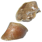 Hoefje los p/s