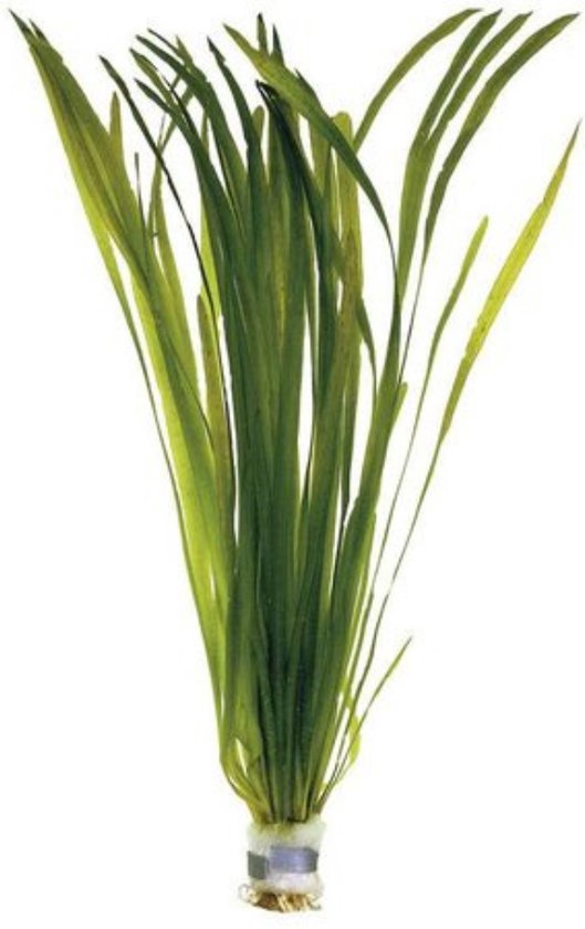 Vallisneria spiralis