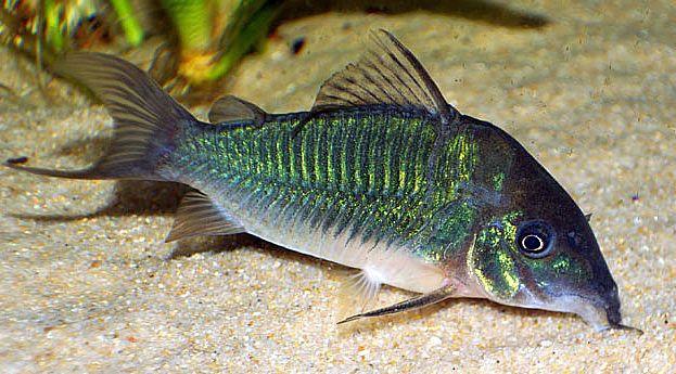 Corydoras Brochis splendens 5-6cm