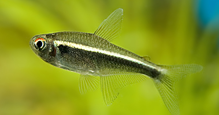 B4 * Zwarte neon hyphessobrycon herbertaxelrodi
