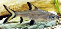 Haaivinbarbeel Balantiocheilus Melanopterus 5cm
