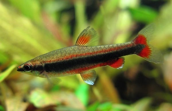 Potloodvisje Red Nannostomus beckfordi