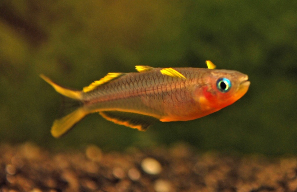 B17 Vorkstaart Regenboogvis - Pseudomugil Furcatus