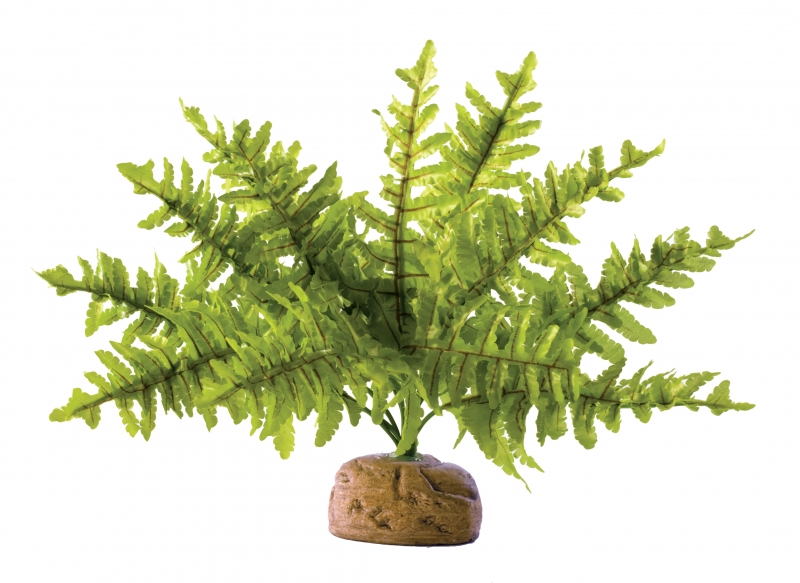 Rainforest plant 265ton fern S