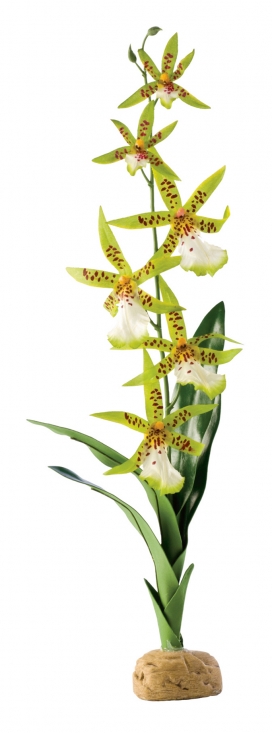 Ex Rainforest plant spider orchid