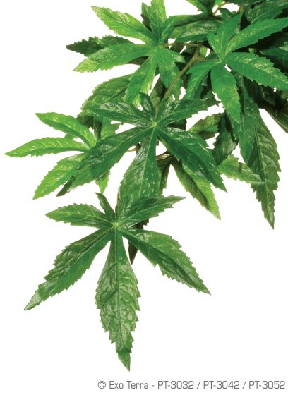 Ex Jungle plant abuliton S