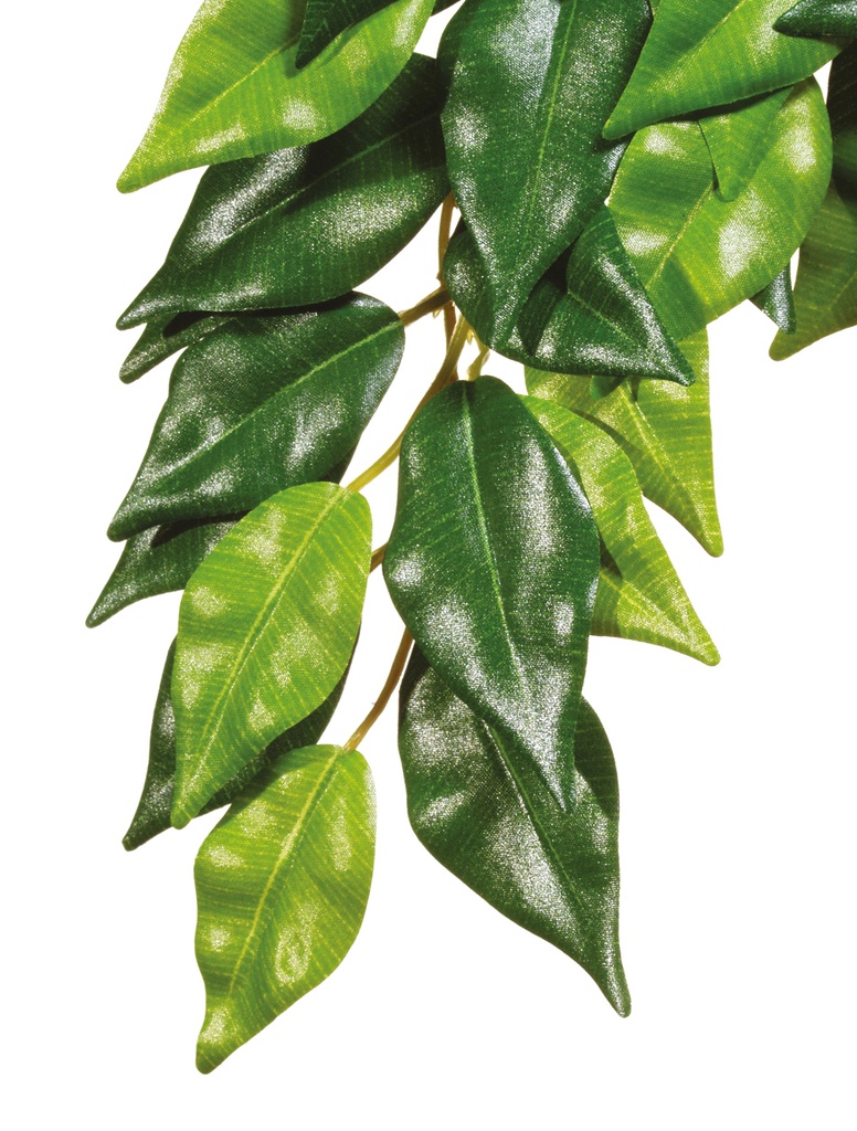 Ex Jungle plant ficus M