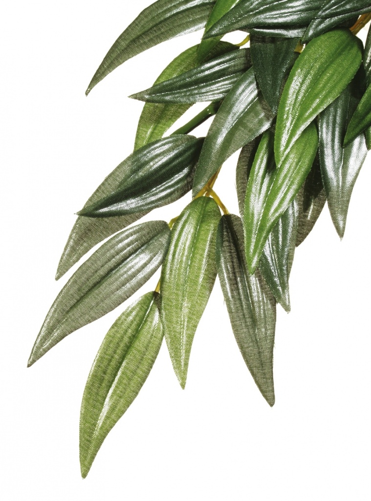 Ex Jungle plant rucus M