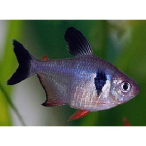 B6 * Zwarte Fantoomzalm megalamphodus megalopterus