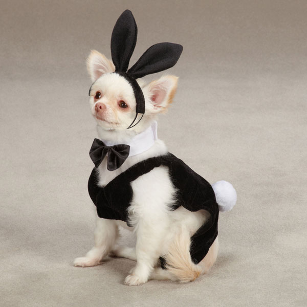 Bunny Kostuum XS