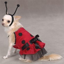 Lady Bug Kostuum XS