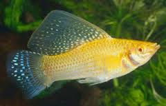 * Goud Molly Poecilia Latipinna Gold M