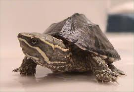 # Muskus schildpad - Sternotherus Odorathus