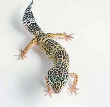 # Luipaardgekko - Eublepharis macularius