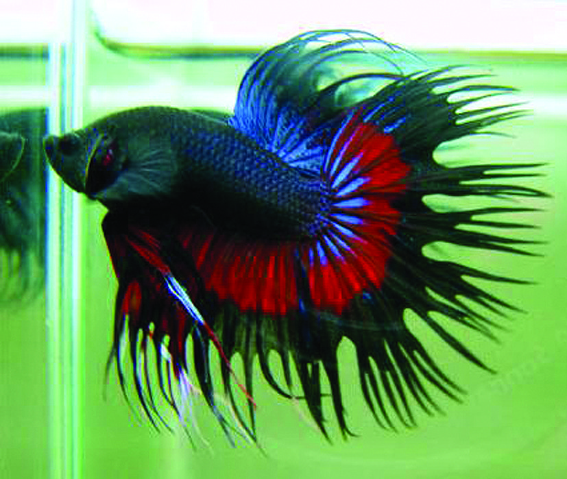 Kempvis Man Crowntail