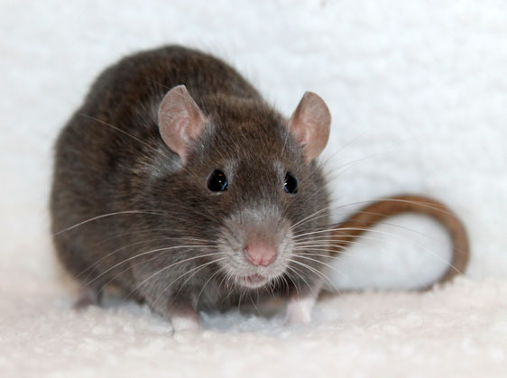 Rat Volwassen (Star)