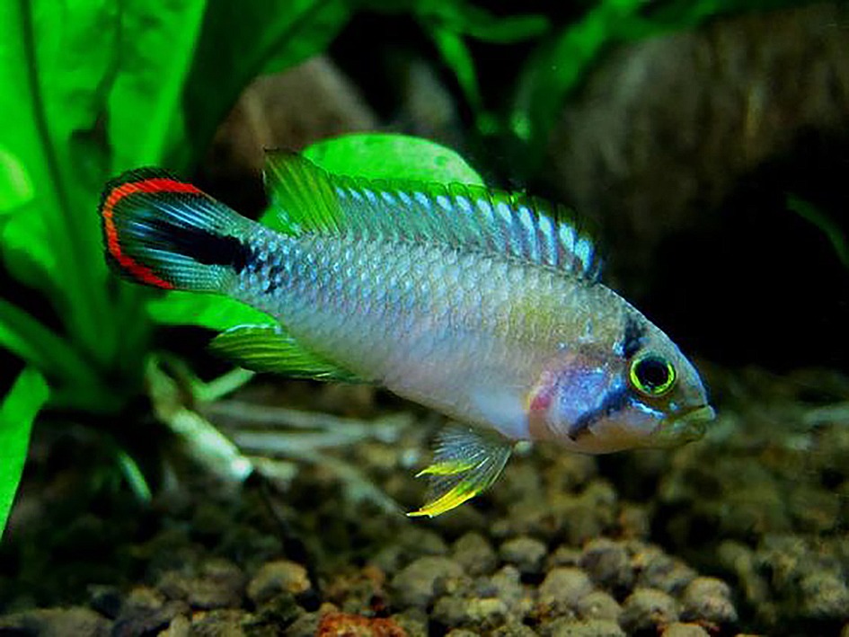 Antennebaarsje Mikrogeophagus Ramirezi M