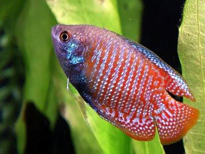 B21 * Dwerggoerami Trichogaster Lalius (m/f) M