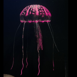 Jelly Kwal groot roze