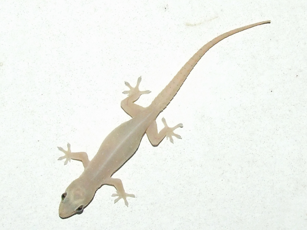 Tjiktjak/huisgekko Hemidactylus frenatus