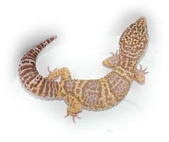 Gecko badenii Gold gekko