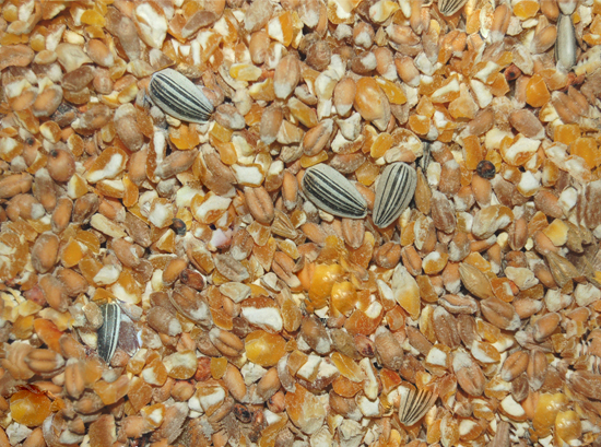 * Pluimvee scharrel graan 20kg