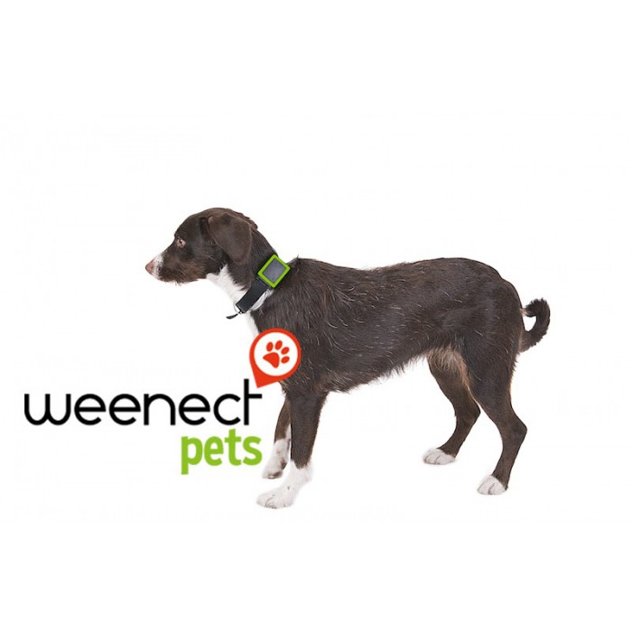 GPS tracker Weenect hond wit/zwart