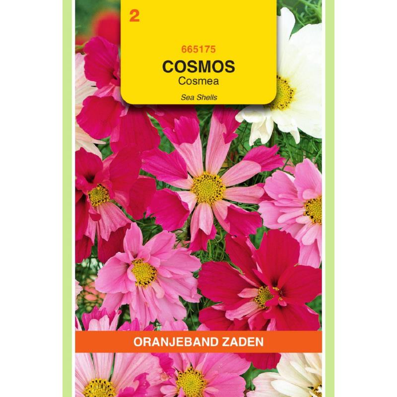 OBZ Cosmos, Cosmea Sea Shells gemengd