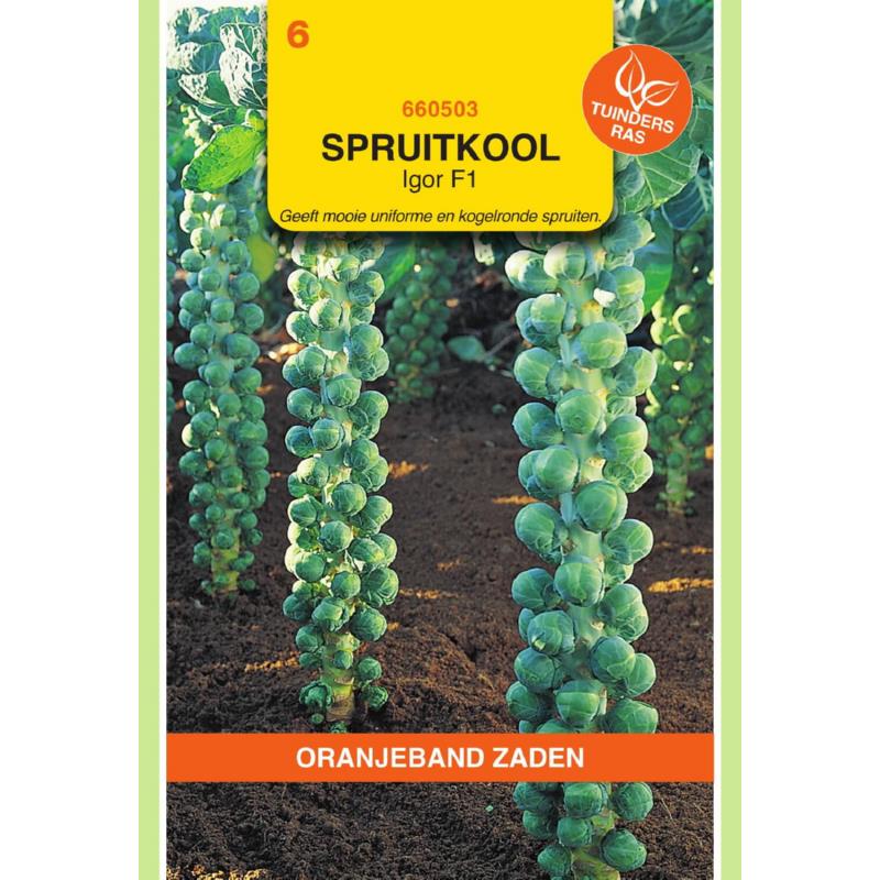 OBZ Spruitkool Igor F1