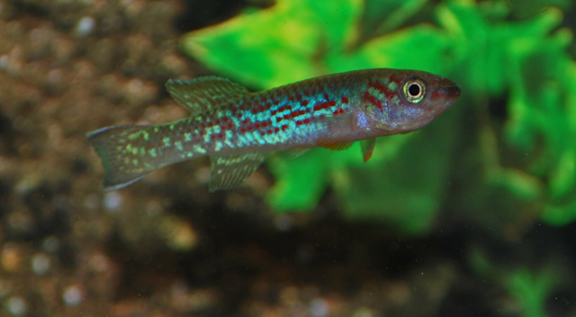 B15 Killivis GARDNERI -  FUNDULOPANCHAX GARDNERI