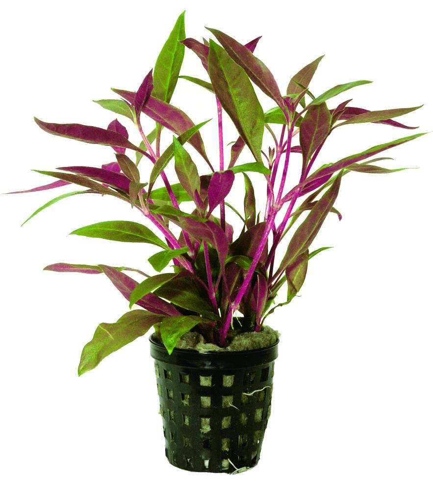 AP-ALTERNANTHERA REINECKII 5 CM PO