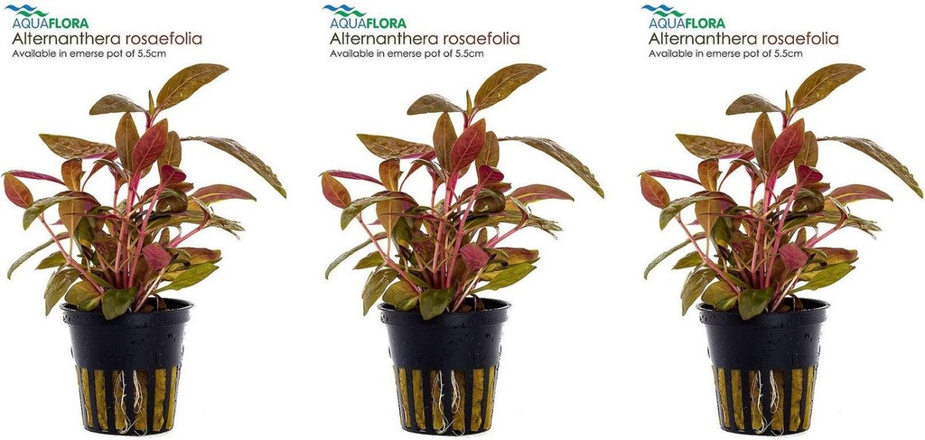 AP-ALTERNANTHERA REINECKII MINI 5