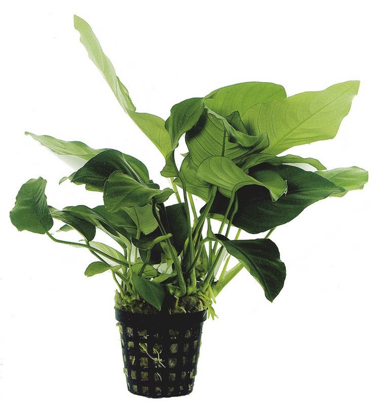 AP-ANUBIAS BARTERI VAR.NANA 5 CM PO