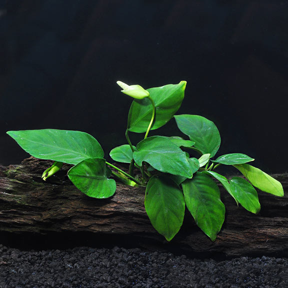 AP-ANUBIAS NANA 5 CM POT