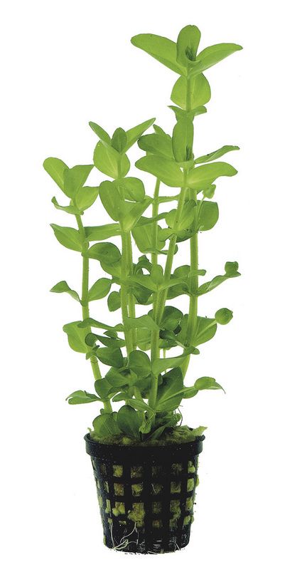 AP-BACOPA AMPLEXICAULIS 5 CM POT