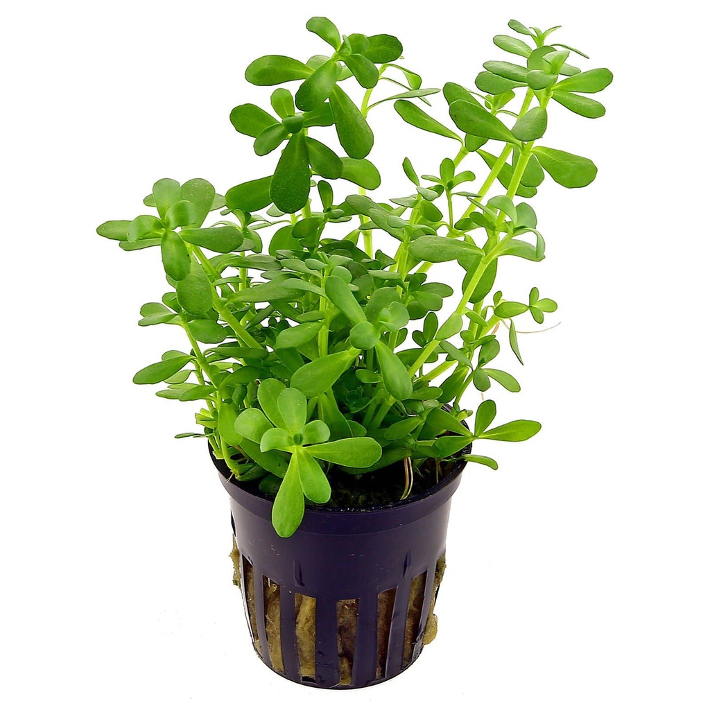 AP-BACOPA MONERII 5 CM POT