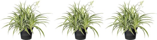 AP-CHLOROPHYTUM BICHETTII 5 CMPOT