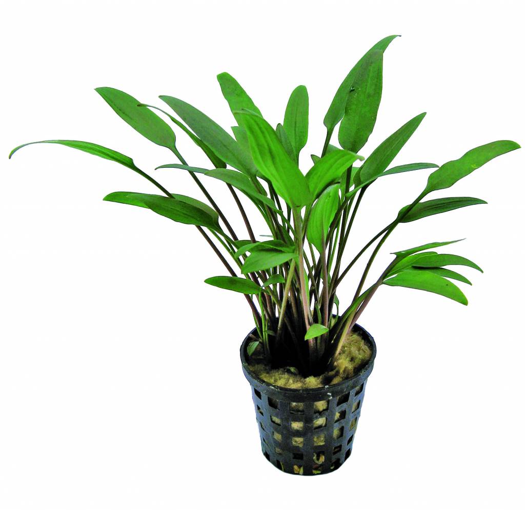 AP-CRYPTOCORYNE AMICORUM 5 CM POT