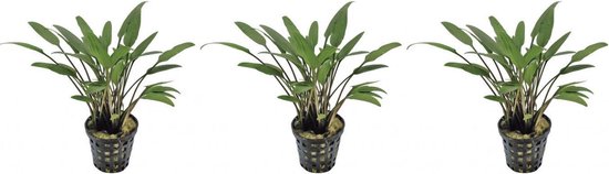 AP-CRYPTOCORYNE NEVELLI 5 CM POT