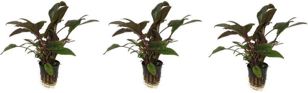 AP-CRYPTOCORYNE WENDTII BRUIN 5 CM