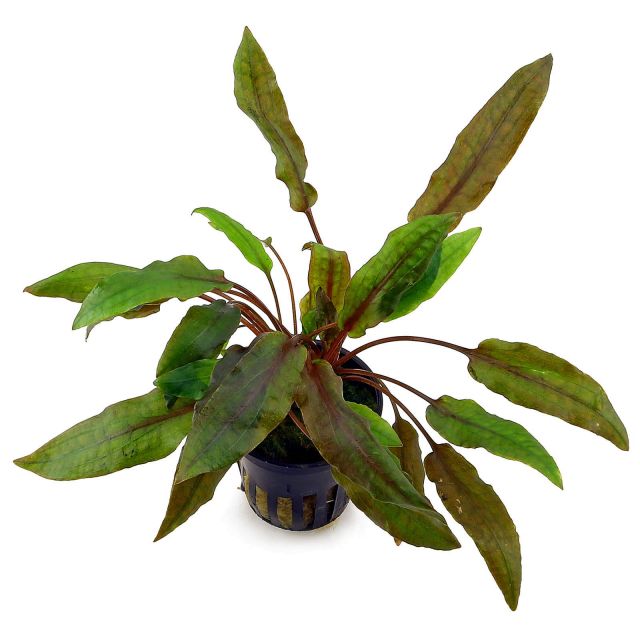 AP-CRYPTOCORYNE WENDTII GROEN 5 CM