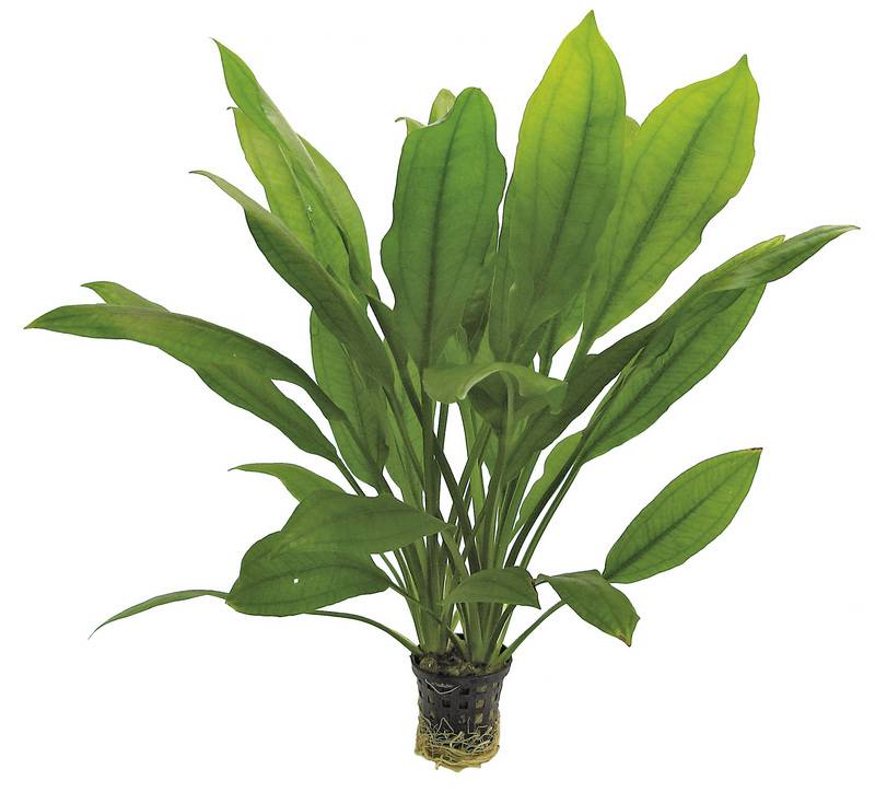 AP-ECHINODORUS BLEHERI 5 CM POT