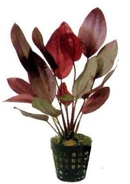 AP-ECHINODORUS OZELOT ROOD 5 CM POT