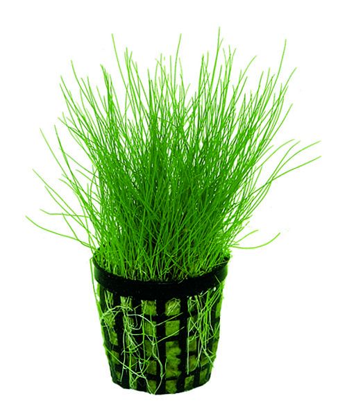 AP-ELEOCHARIS ACICULARIS 5 CM POT