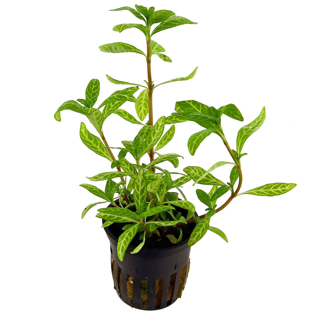 AP-HYGROPHILA POLYSPERMA 5 CM POT