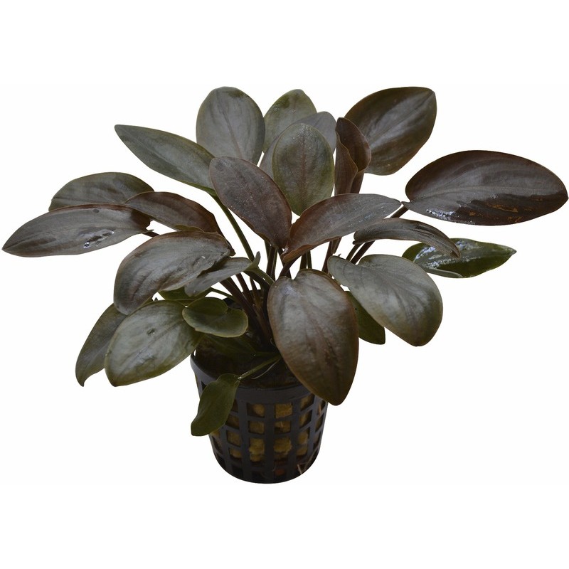 AP-LAGENANDRA MEEBOLDII RED 5 CM PO