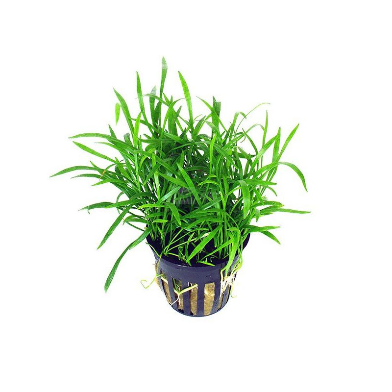 AP-LILAEOPSIS NOVEA-ZEALANDIA 5 CM