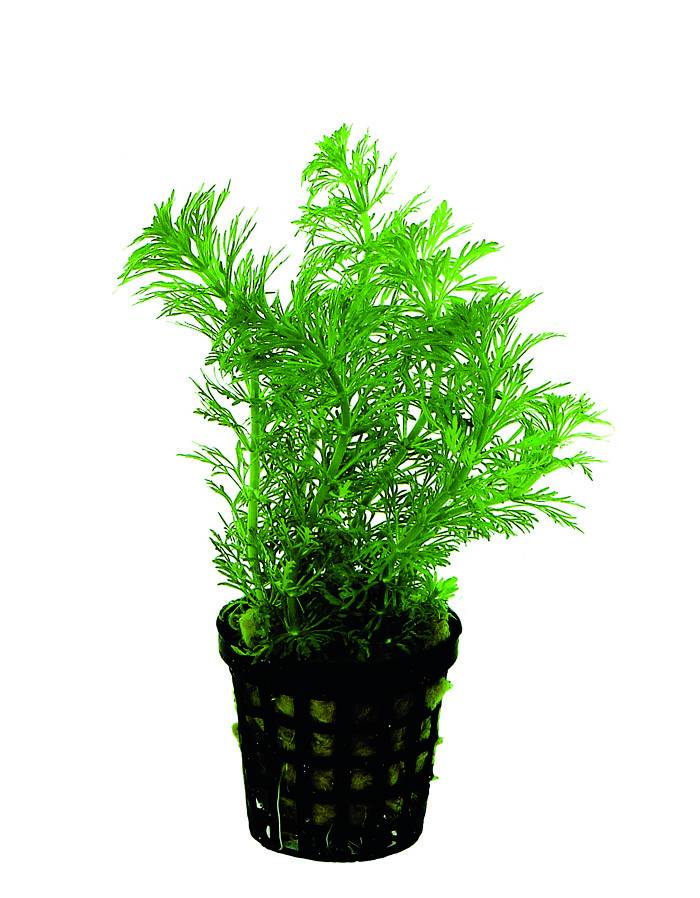 AP-LIMNOPHILA HETEROPHYLLA 5 CM POT