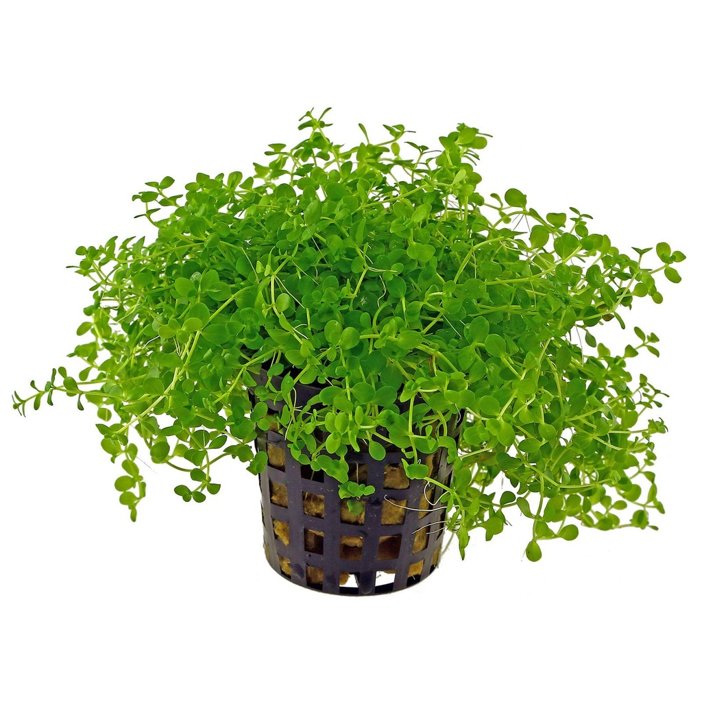 AP-MICRANTHEMUM MONTE CARLO 5 CM PO